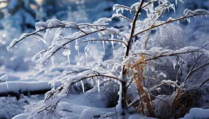 大雪节气两股冷空气接连来袭 东北等地将有断崖式降温