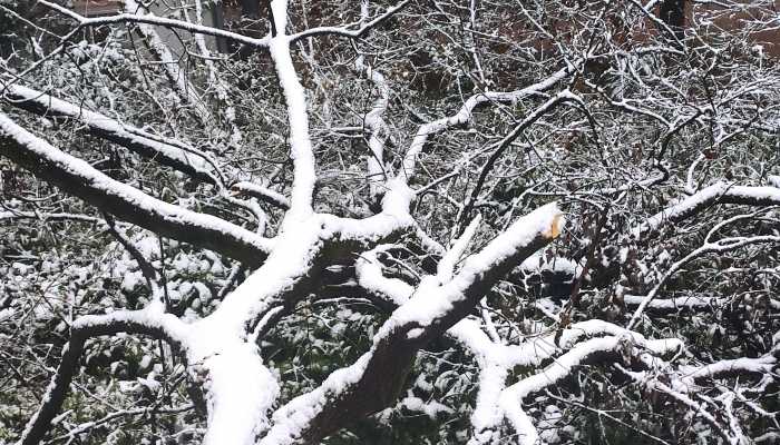 黑龙江多地今明天有阵雪 哈尔滨最高气温可达-5℃左右