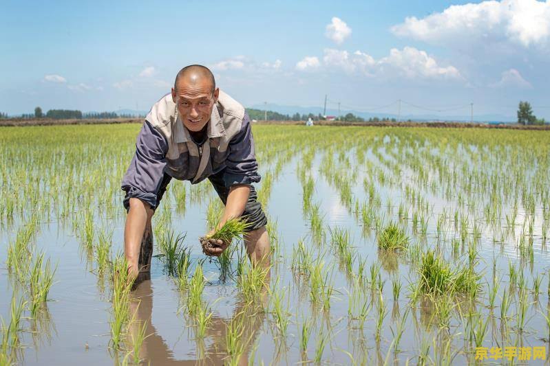 原神食材加工怎么领取 原神食材加工系统详解：如何领取与高效利用