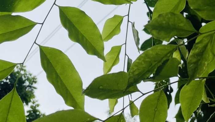 未来三天黑龙江将多阵雨 哈尔滨牡丹江等地雨势明显