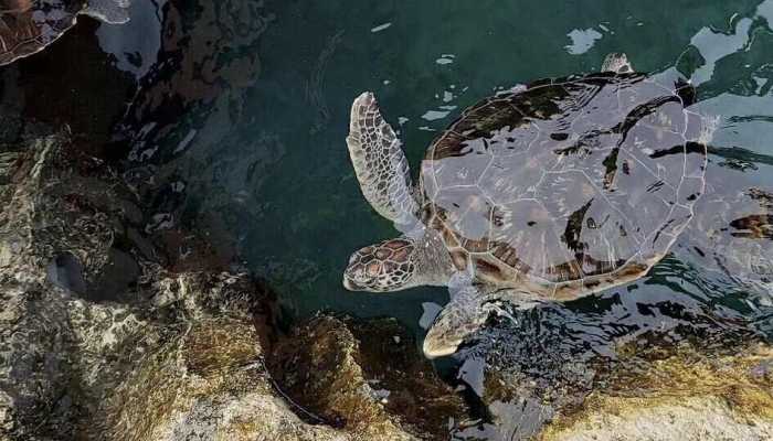 海水资源利用是什么意思 海水资源利用方式