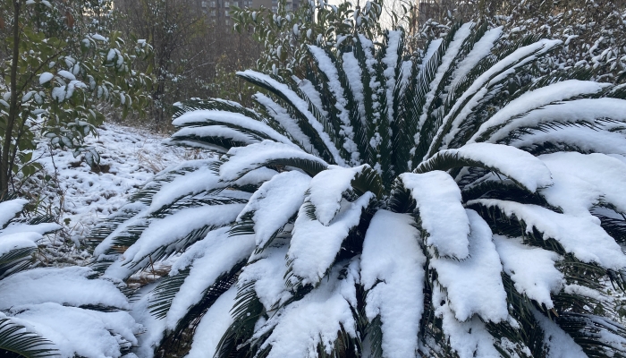 西北局部暴雪将至 今冬冷暖需观拉尼娜动向