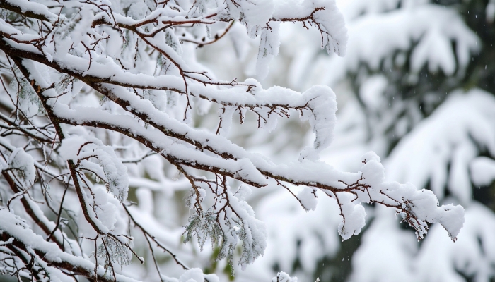 北方降雪增多寒意加重 南方多地阴雨频繁湿冷感明显