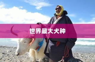世界最大的十大犬种，纽芬兰犬与大丹犬荣登榜首