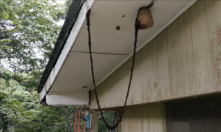 行军蚁搭建生物桥梁入侵黄蜂巢穴，展开激战！