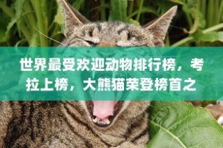 全球最受欢迎动物排行榜，大熊猫独占鳌头，考拉上榜