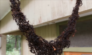 行军蚁搭建生物桥梁入侵黄蜂巢穴，展开激战！