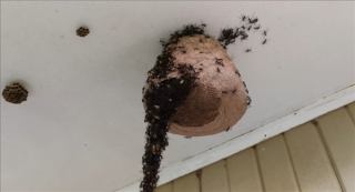 行军蚁搭建生物桥梁入侵黄蜂巢穴，展开激战！