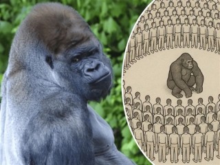 外网热议，人类VS大猩猩，百人大挑战谁是胜者？