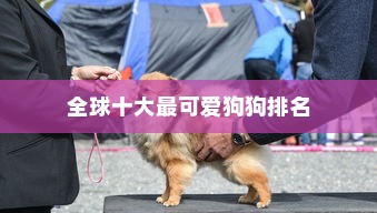 全球十大最可爱狗狗排名，博美犬夺冠，柯基犬稳居前三