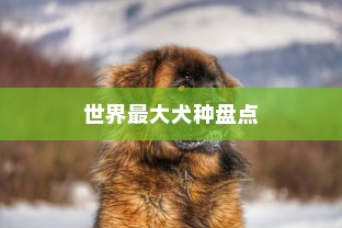 世界最大十大犬种盘点，纽芬兰犬与大丹犬荣登榜首